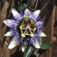 Purple White Passion Flower Seeds Heirloom Non-GMO High Germination Organic Garden Seeds for Planting