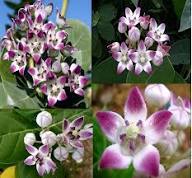 Violet Calotropis Gigantea Flower Seeds – Heirloom Non-GMO High Germination Organic Garden Seeds