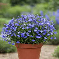 Veilchen Lobelia Erinus Blumensamen – Alte Sorte gentechnikfrei hohe Keimfähigkeit Bio-Gartensamen