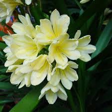 Yellow White Clivia Flower Seeds for Planting | Heirloom Non-GMO Organic