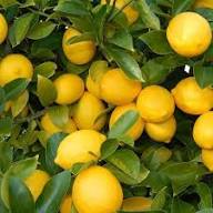 Yellow Gondhoraj Lemon Seeds Heirloom Non-GMO High Germination Organic Garden Seeds for Planting