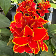 Red Yellow Canna Edulis Flower Seeds – Heirloom, Non-GMO, High Germination Organic Garden Seeds