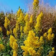 Yellow Solidago Speciosa Flower Seeds – Heirloom, Non-GMO, High Germination Organic Garden Seeds for Planting