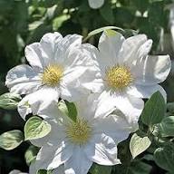 Giant Clematis Flower Seeds White – Heirloom, Non-GMO, High Germination Organic Garden Seeds for Planting