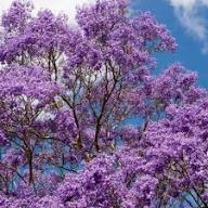 Purple Jacaranda Tree Seeds Heirloom Non-GMO High Germination Organic Garden Seeds for Planting