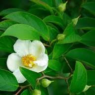 Semillas de flor de stewartia blanca, herencia, no transgénicas, alta germinación, semillas de jardín orgánicas para plantar
