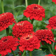 Zinnia Flower Seeds Red – Heirloom Non-GMO High Germination Organic Garden Seeds