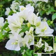White Bougainvillea Flower Seeds Heirloom Non-GMO High Germination Organic Garden Seeds