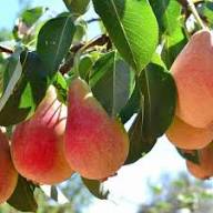 Mixed Pear Tree Seeds – Heirloom, Non-GMO, High Germination Organic Garden Seeds for Planting