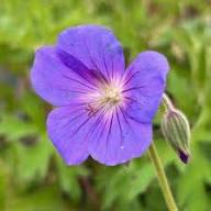 Violet Geranium Flower Seeds Heirloom Non-GMO High Germination Organic Garden Seeds