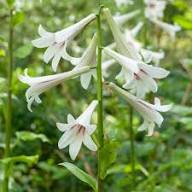 Yellow Cardiocrinum Flower Seeds – Heirloom, Non-GMO, High Germination Organic Garden Seeds