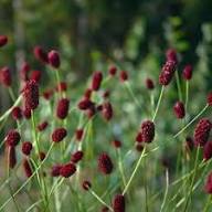 Red Sanguisorba Flower Seeds – Heirloom Non-GMO High Germination Organic Garden Seeds