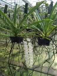 Rhynchostylis Flower Seeds for Planting – Heirloom Non-GMO High Germination Organic Garden Seeds