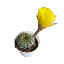 Yellow Rebutia Flower Seeds – Heirloom Non-GMO High Germination Organic Garden Seeds