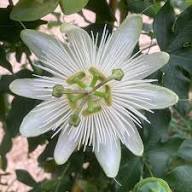 White Passiflora Flower Seeds for Planting – Heirloom, Non-GMO, High Germination
