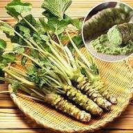 Wasabi Seeds – Heirloom Non-GMO High Germination Organic Garden Seeds for Planting