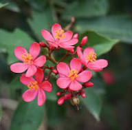 Red Jasmine Flower Seeds – Heirloom, Non-GMO, High Germination Seeds