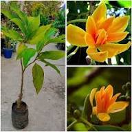 Orange Michelia Alba Flower Seeds – Heirloom, Non-GMO, High Germination Seeds