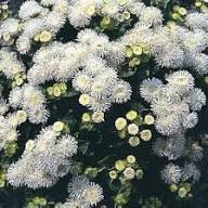 White Ageratum Flower Seeds – Heirloom, Non-GMO, High Germination Organic Garden Seeds for Planting