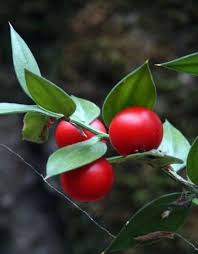 Red Aculeatus Seeds Heirloom Non-GMO High Germination Organic Garden Seeds for Planting