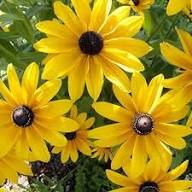 Rudbeckia Triloba Flower Seeds for Planting – Heirloom, Non-GMO, High Germination Organic Garden Seeds