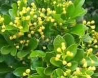 Yellow Aglaia Odorata Seeds for Planting Heirloom Non-GMO High Germination Organic Garden Seeds
