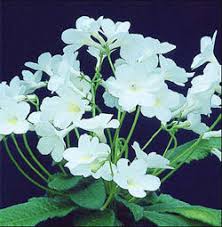 White Streptocarpus Flower Seeds Heirloom Non-GMO High Germination Organic Garden Seeds for Planting
