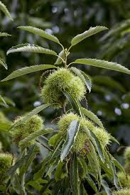 Castanea Seeds Green Heirloom Non-GMO High Germination Organic Garden Seeds for Planting
