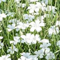 White Agrostemma Flower Seeds Heirloom Non-GMO High Germination Organic Garden Seeds