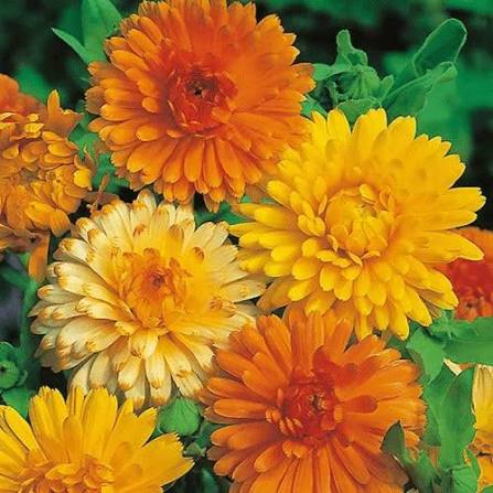 Bon Bon Mix Calendula flower seeds for planting heirloom non-GMO garden seeds growing colorful orange and yellow blooms at home naturally
