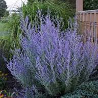 Purple Perovskia Flower Seeds Heirloom Non-GMO High Germination Organic Garden Seeds for Planting