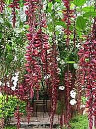 Red Thunbergia Coccinea Flower Seeds Heirloom Non-GMO High Germination Organic Garden Seeds for Planting