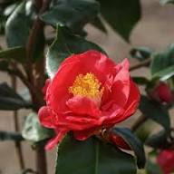 Semillas de flor de camelia roja y amarilla – de herencia, sin OMG, de alta germinación