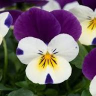 Purple White Viola Flower Seeds Heirloom Non-GMO High Germination Organic Garden Seeds
