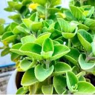 Green Oregano Cuban Plant Seeds Heirloom Non-GMO High Germination Organic Garden Seeds for Planting