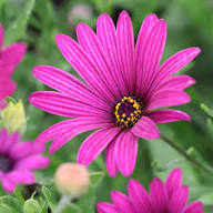 Purple Omeris Flower Seeds Heirloom Non-GMO High Germination Organic Garden Seeds for Planting