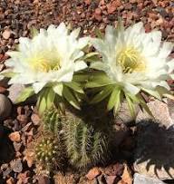 White Calochlora Flower Seeds – Heirloom, Non-GMO, High Germination Organic Garden Seeds for Planting