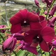 Rare Maroon Orchid Flower Seeds Heirloom Non-GMO High Germination Organic Garden Seeds for Planting