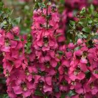 Pink Angelonia Flower Seeds for Planting – Heirloom, Non-GMO, High Germination Organic Garden Seeds