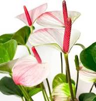 Pink White Anthurium Flower Seeds Heirloom Non-GMO High Germination Organic Garden Seeds for Planting