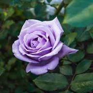 Rose Flower Seeds for Planting and Growing Violet – Heirloom Non-GMO High Germination Organic Garden Seeds for Planting