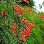 Red Equisetiformis Flower Seeds for Planting – Heirloom, Non-GMO, High Germination Organic Garden Seeds