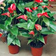 Giant Anthurium Flower Seeds Red for Planting Heirloom Non-GMO High Germination Organic Garden Seeds
