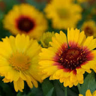 Yellow Pink Gaillardia Flower Seeds – Heirloom Non-GMO High Germination Organic Garden Seeds