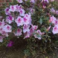 Violet Azalea Flower Seeds – Heirloom Non-GMO High Germination Organic Garden Seeds