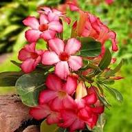Pink Aztekium Valdez Flower Seeds Heirloom Non-GMO High Germination Organic Garden Seeds for Planting