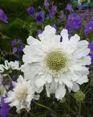 Scabious White Flower Seeds for Planting – Heirloom, Non-GMO, High Germination Organic Garden Seeds