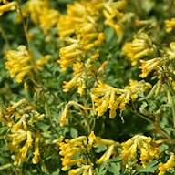 Corydalis Lutea Flower Seeds Yellow – Heirloom, Non-GMO, High Germination Organic Garden Seeds