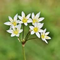 White Nothoscordum Flower Seeds – Heirloom, Non-GMO, High Germination Organic Garden Seeds for Planting