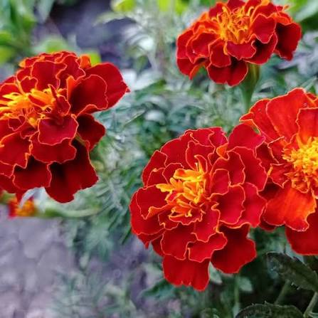 French Marigold Seeds for Planting – Heirloom, Non-GMO Garden Seeds